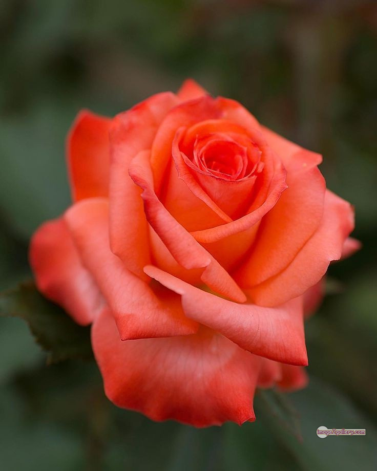 3300+ Beautiful Rose Flowers Image | Rose Flower HD Pic Download | 660 rose and saffron -(36)