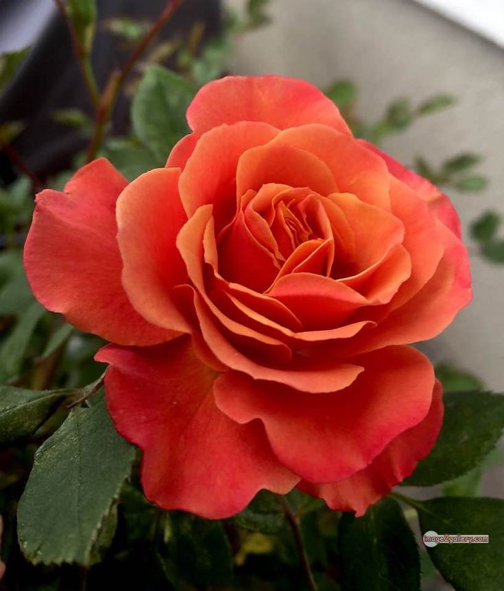 3300+ Beautiful Rose Flowers Image | Rose Flower HD Pic Download | 659 rose and saffron -(39)