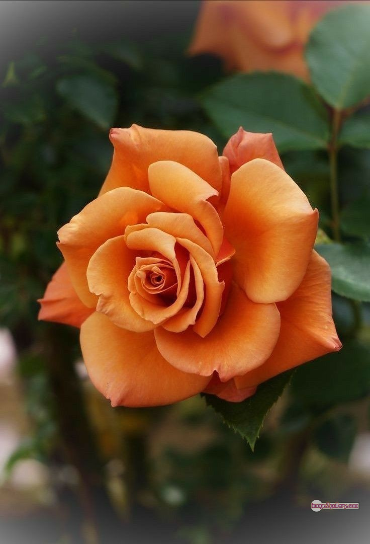 3300+ Beautiful Rose Flowers Image | Rose Flower HD Pic Download | 909 rose and saffron -(4)