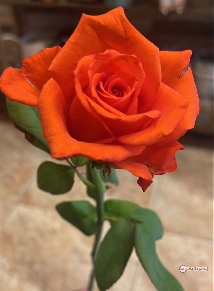 3300+ Beautiful Rose Flowers Image | Rose Flower HD Pic Download | 2614 rose and saffron -(40)