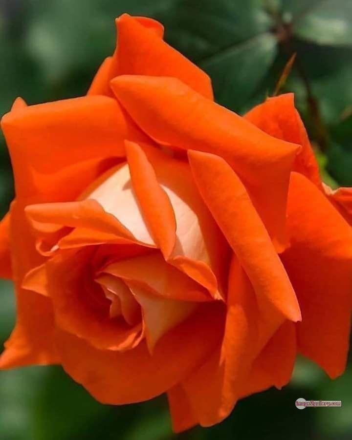 3300+ Beautiful Rose Flowers Image | Rose Flower HD Pic Download | 1481 rose and saffron -(41)