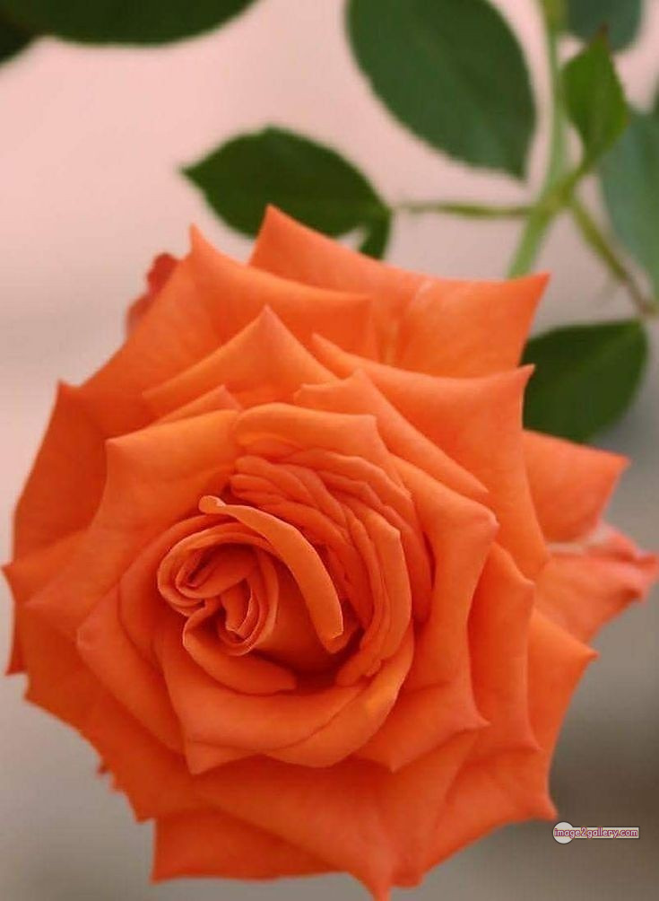 3300+ Beautiful Rose Flowers Image | Rose Flower HD Pic Download | 383 rose and saffron -(42)