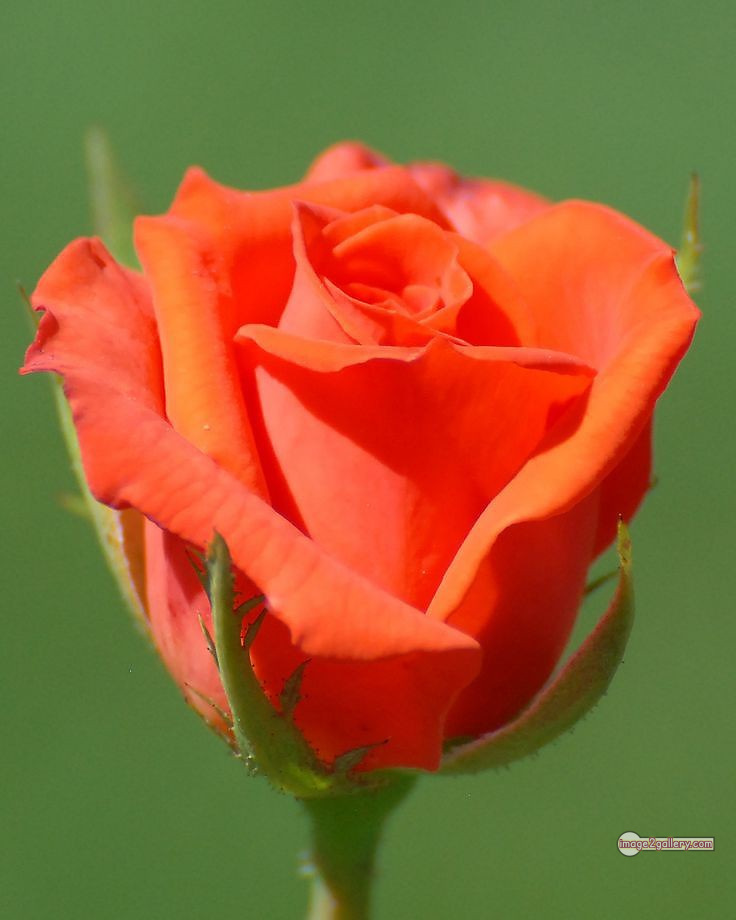 3300+ Beautiful Rose Flowers Image | Rose Flower HD Pic Download | 994 rose and saffron -(43)
