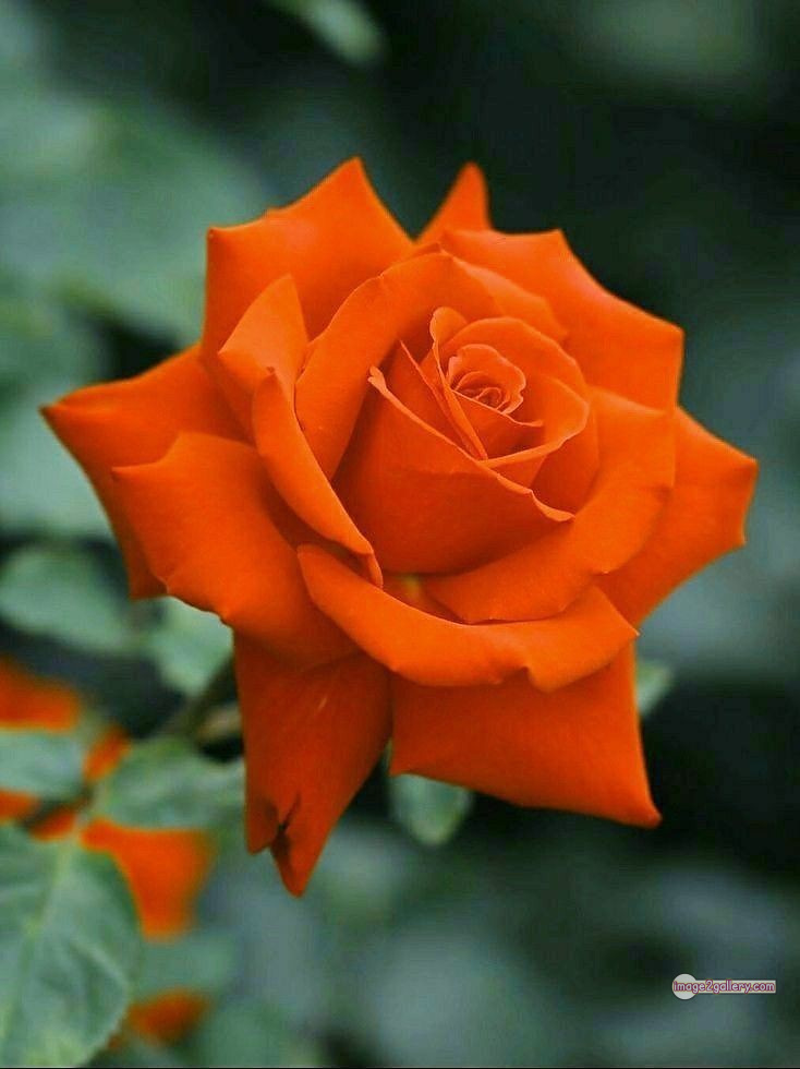3300+ Beautiful Rose Flowers Image | Rose Flower HD Pic Download | 1080 rose and saffron -(44)