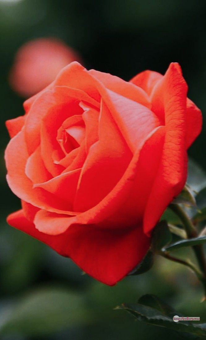 3300+ Beautiful Rose Flowers Image | Rose Flower HD Pic Download | 1809 rose and saffron -(45)