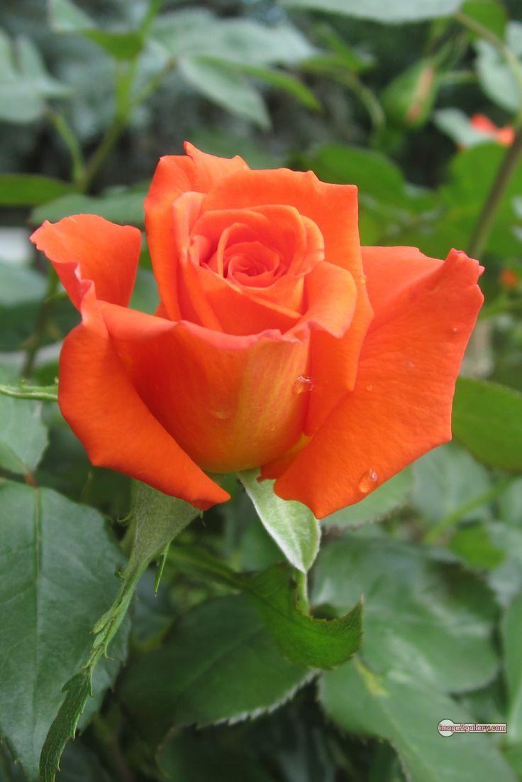 3300+ Beautiful Rose Flowers Image | Rose Flower HD Pic Download | 608 rose and saffron -(47)