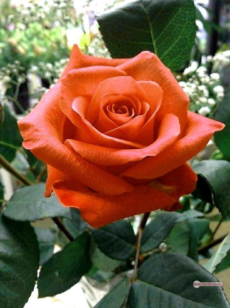 3300+ Beautiful Rose Flowers Image | Rose Flower HD Pic Download | 866 rose and saffron -(5)