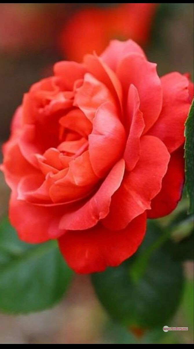 3300+ Beautiful Rose Flowers Image | Rose Flower HD Pic Download | 2652 rose and saffron -(50)
