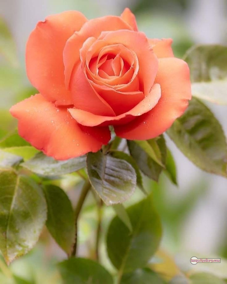 3300+ Beautiful Rose Flowers Image | Rose Flower HD Pic Download | 993 rose and saffron -(51)