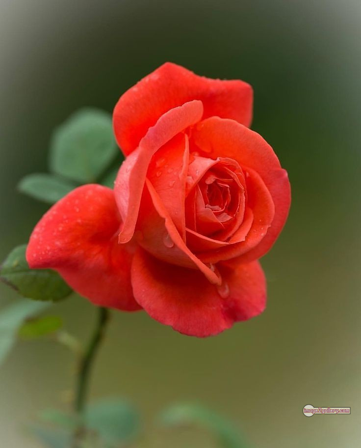 3300+ Beautiful Rose Flowers Image | Rose Flower HD Pic Download | 584 rose and saffron -(52)