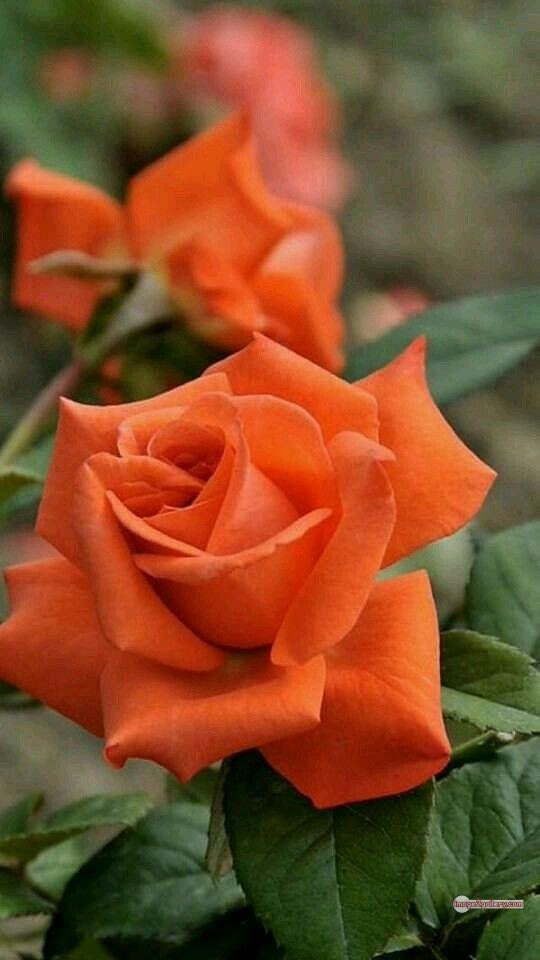 3300+ Beautiful Rose Flowers Image | Rose Flower HD Pic Download | 382 rose and saffron -(54)