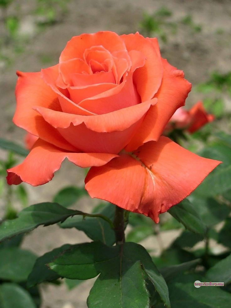 3300+ Beautiful Rose Flowers Image | Rose Flower HD Pic Download | 427 rose and saffron -(56)