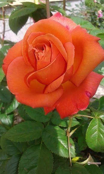 3300+ Beautiful Rose Flowers Image | Rose Flower HD Pic Download | 2722 rose and saffron -(57)