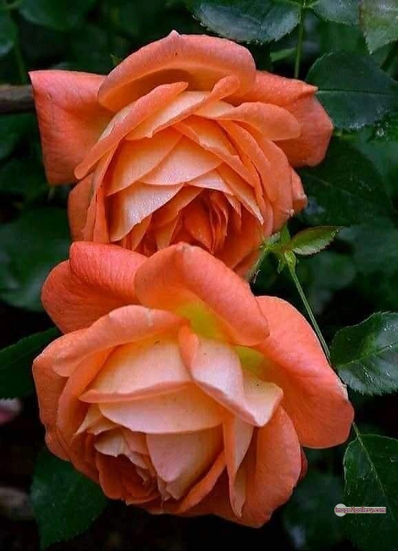 3300+ Beautiful Rose Flowers Image | Rose Flower HD Pic Download | 381 rose and saffron -(58)