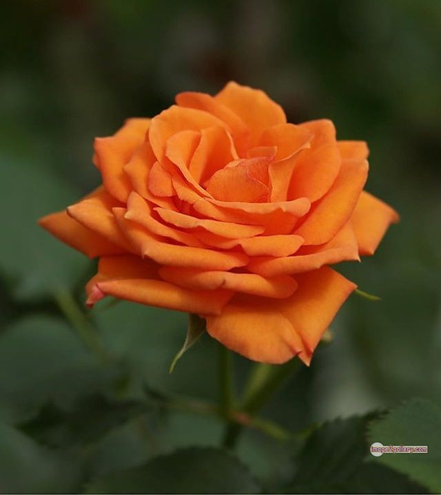 3300+ Beautiful Rose Flowers Image | Rose Flower HD Pic Download | 1803 rose and saffron -(6)