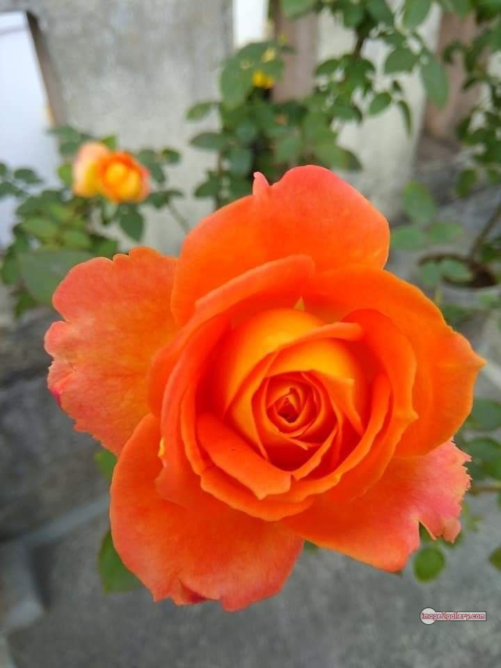 3300+ Beautiful Rose Flowers Image | Rose Flower HD Pic Download | 1482 rose and saffron -(60)