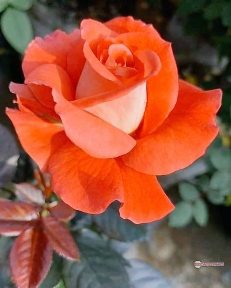 3300+ Beautiful Rose Flowers Image | Rose Flower HD Pic Download | 587 rose and saffron -(61)