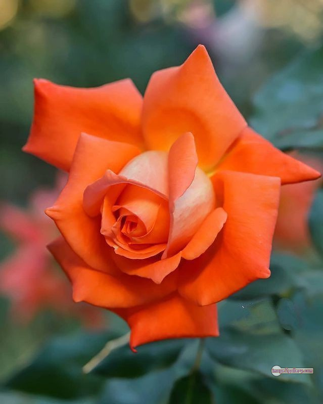 3300+ Beautiful Rose Flowers Image | Rose Flower HD Pic Download | 540 rose and saffron -(62)