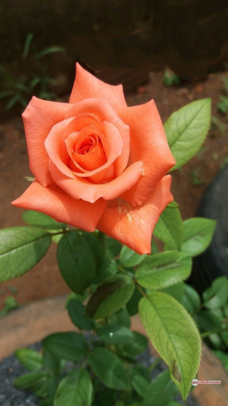 3300+ Beautiful Rose Flowers Image | Rose Flower HD Pic Download | 1745 rose and saffron 63 rose flower