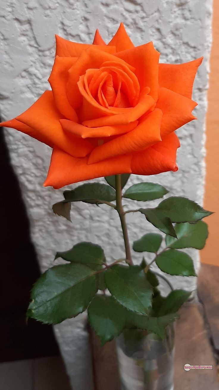 3300+ Beautiful Rose Flowers Image | Rose Flower HD Pic Download | 754 rose and saffron -(68)