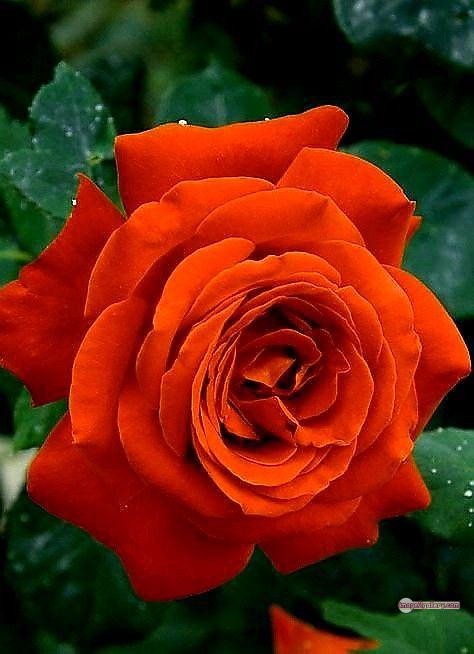 3300+ Beautiful Rose Flowers Image | Rose Flower HD Pic Download | 1812 rose and saffron 70 rose flower