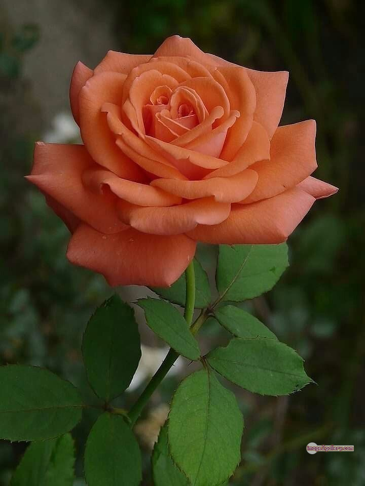 3300+ Beautiful Rose Flowers Image | Rose Flower HD Pic Download | 1788 rose and saffron -(8)