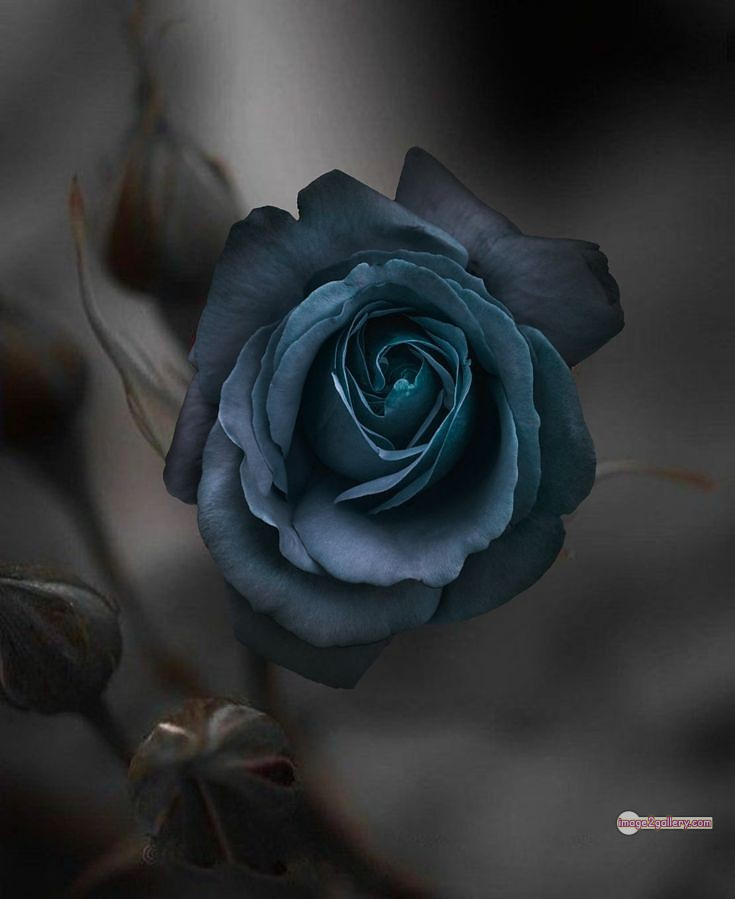 3300+ Beautiful Rose Flowers Image | Rose Flower HD Pic Download | 767 rose black flower -(10)