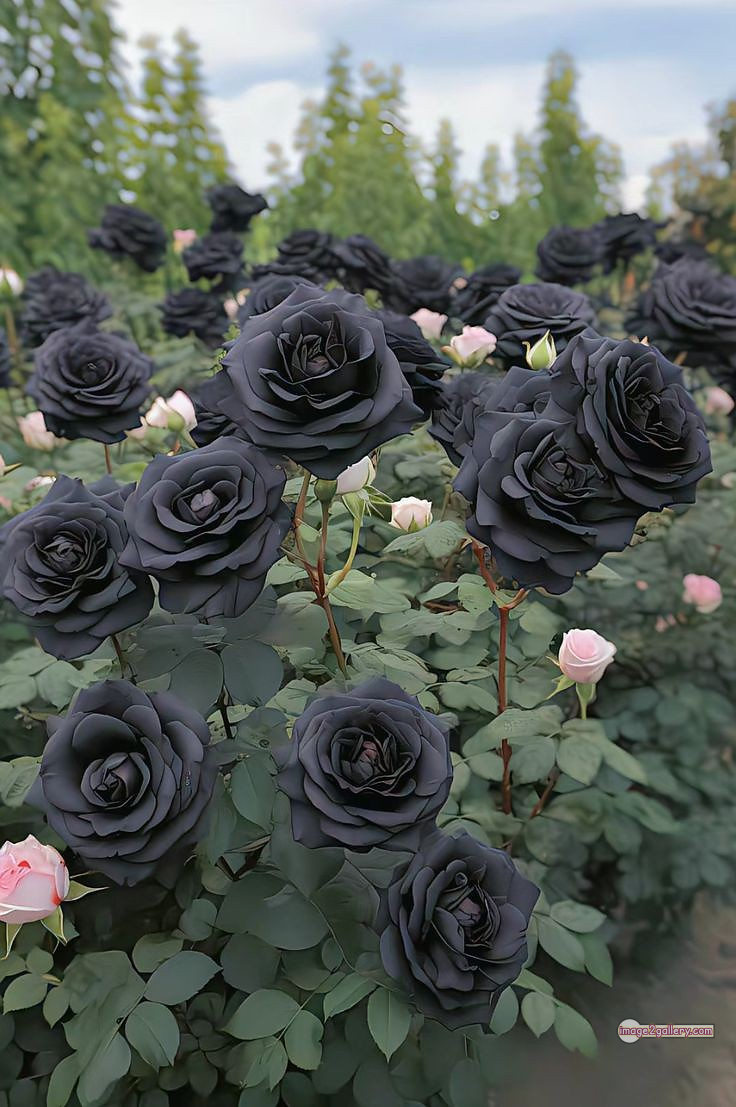 3300+ Beautiful Rose Flowers Image | Rose Flower HD Pic Download | 1435 rose black flower -(11)