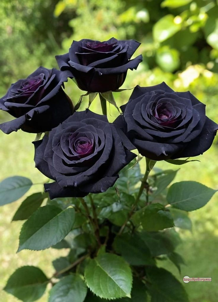 3300+ Beautiful Rose Flowers Image | Rose Flower HD Pic Download | 2699 rose black flower -(12)