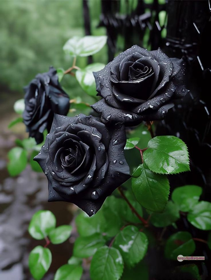 3300+ Beautiful Rose Flowers Image | Rose Flower HD Pic Download | 2698 rose black flower -(13)