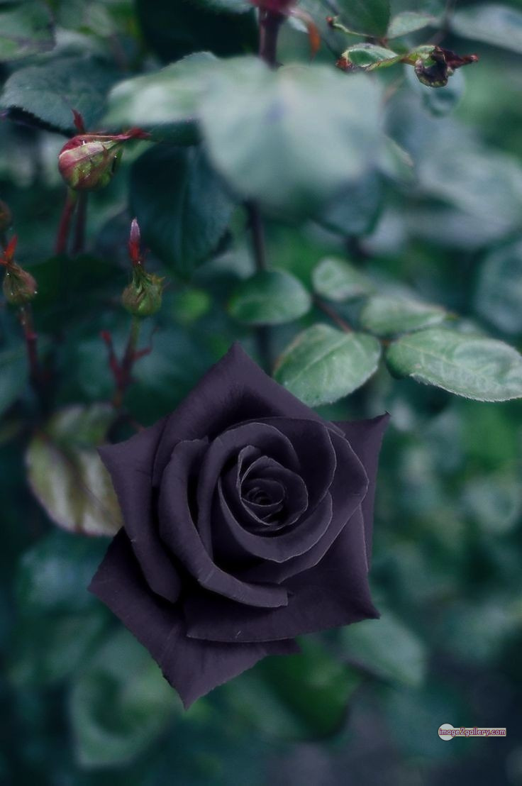 3300+ Beautiful Rose Flowers Image | Rose Flower HD Pic Download | 1756 rose black flower -(14)