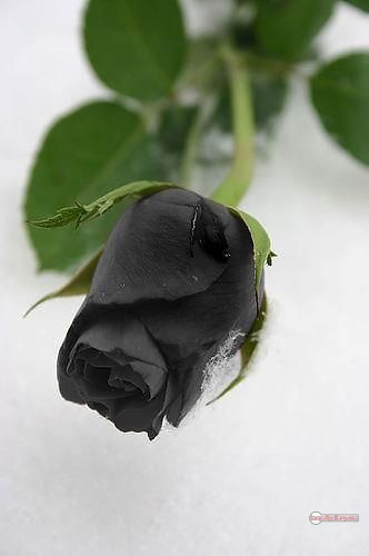 3300+ Beautiful Rose Flowers Image | Rose Flower HD Pic Download | 1192 rose black flower -(15)