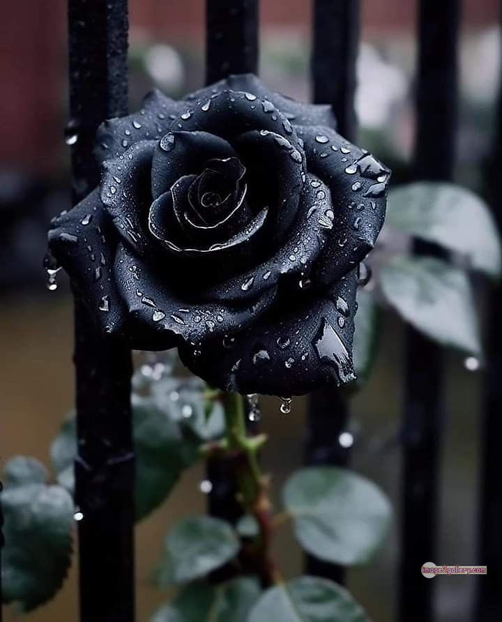 3300+ Beautiful Rose Flowers Image | Rose Flower HD Pic Download | 1691 rose black flower -(16)