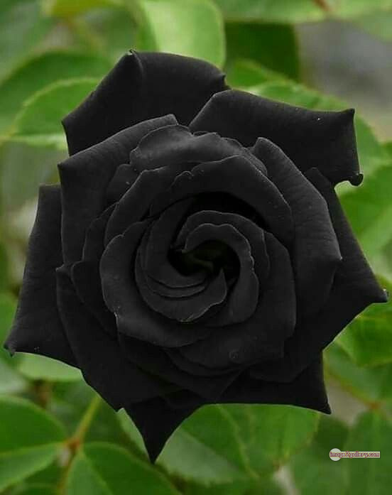 3300+ Beautiful Rose Flowers Image | Rose Flower HD Pic Download | 2743 rose black flower -(18)
