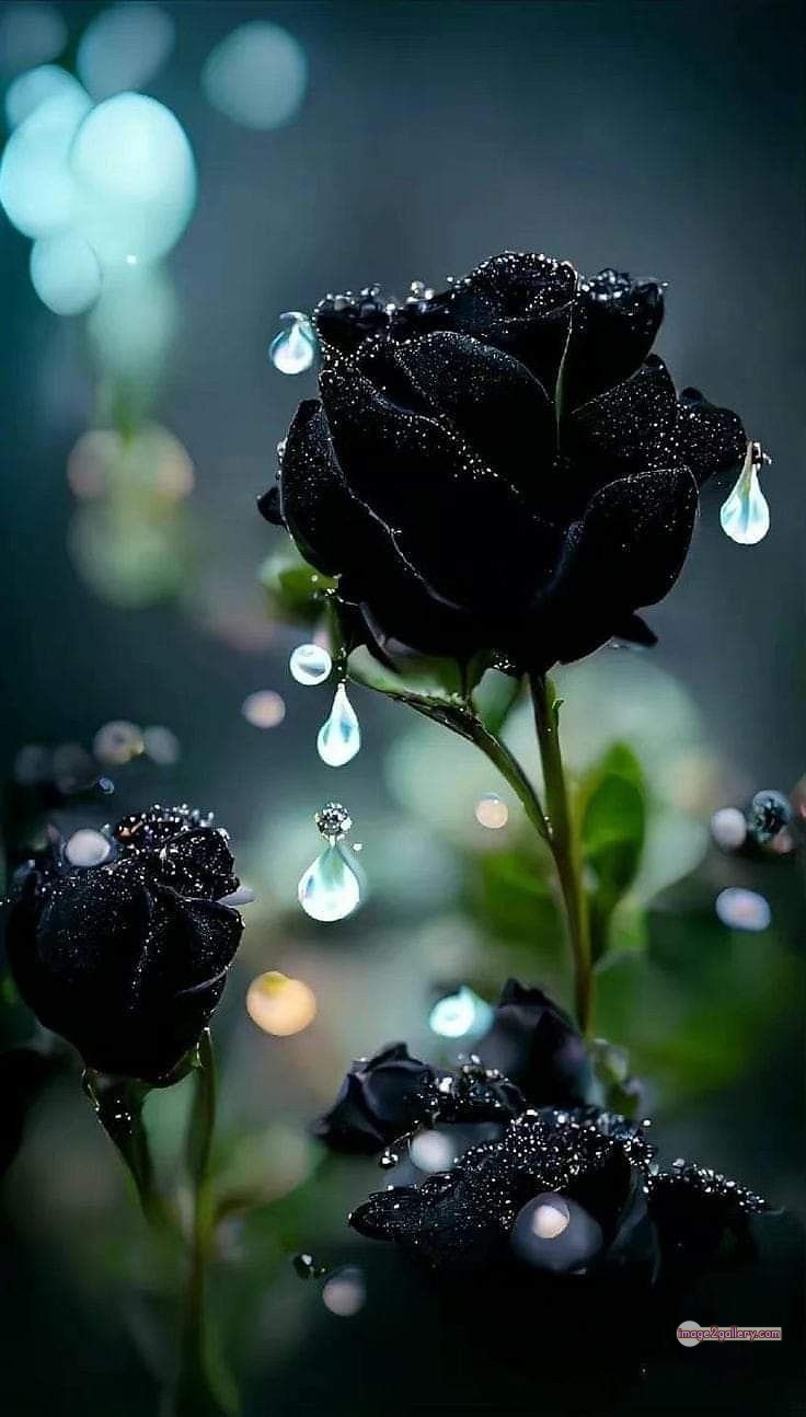 3300+ Beautiful Rose Flowers Image | Rose Flower HD Pic Download | 916 rose black flower -(19)