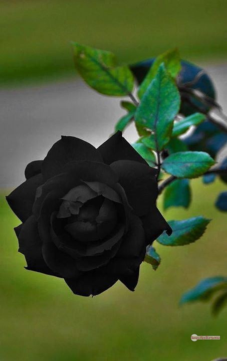 3300+ Beautiful Rose Flowers Image | Rose Flower HD Pic Download | 1015 rose black flower -(22)