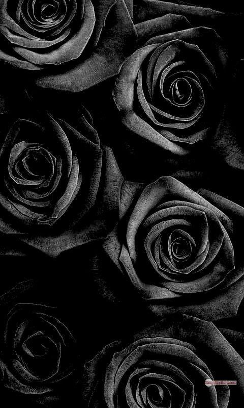 3300+ Beautiful Rose Flowers Image | Rose Flower HD Pic Download | 1016 rose black flower -(24)
