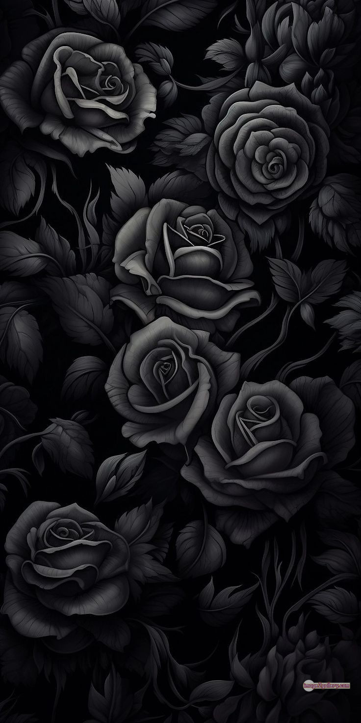 3300+ Beautiful Rose Flowers Image | Rose Flower HD Pic Download | 1692 rose black flower -(25)