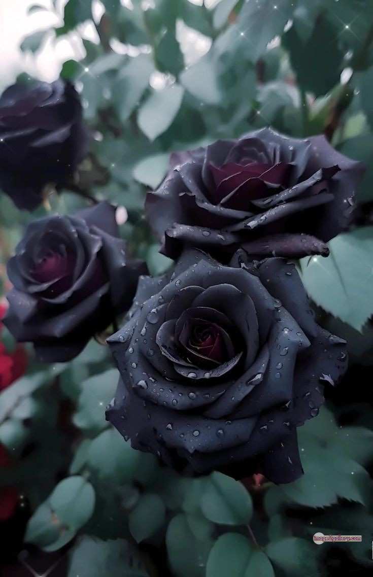 3300+ Beautiful Rose Flowers Image | Rose Flower HD Pic Download | 2744 rose black flower -(28)