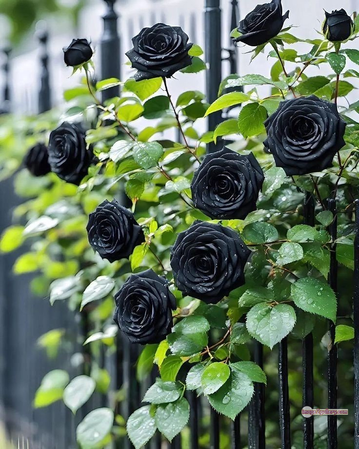 3300+ Beautiful Rose Flowers Image | Rose Flower HD Pic Download | 690 rose black flower -(3)