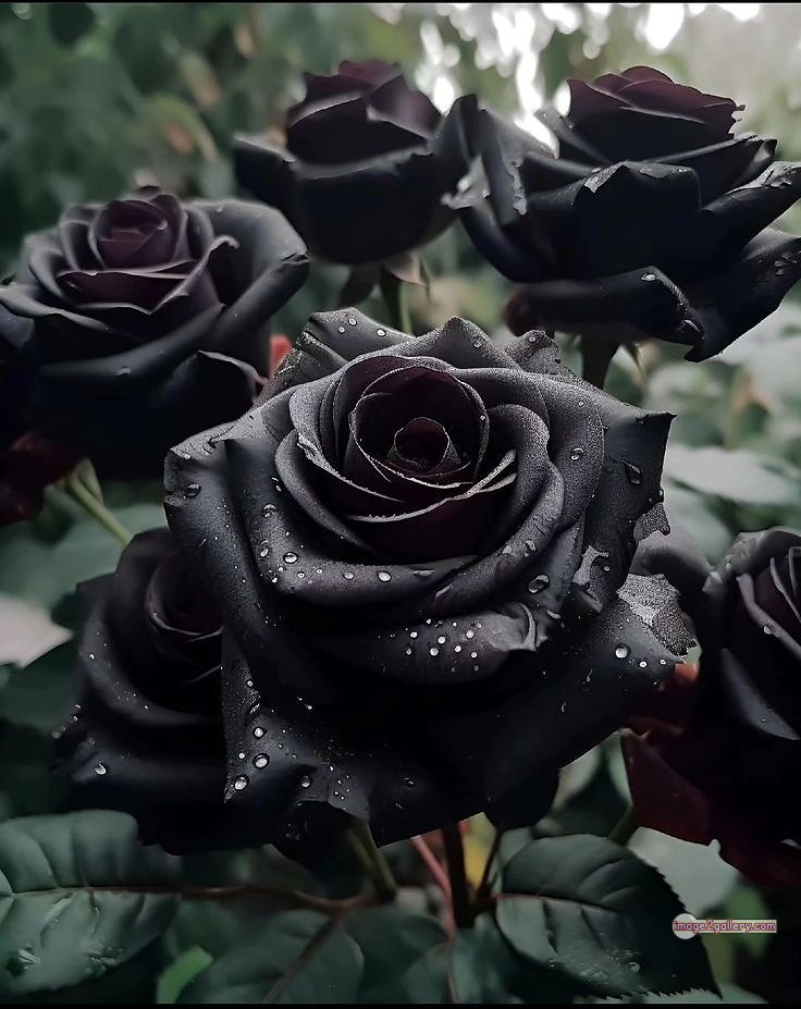 3300+ Beautiful Rose Flowers Image | Rose Flower HD Pic Download | 624 rose black flower -(4)