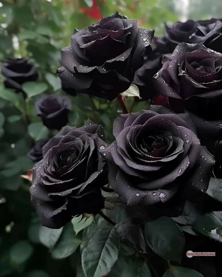 3300+ Beautiful Rose Flowers Image | Rose Flower HD Pic Download | 1505 rose black flower -(5)