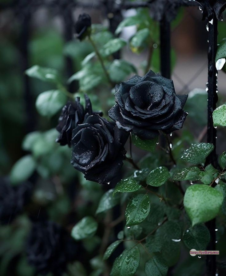 3300+ Beautiful Rose Flowers Image | Rose Flower HD Pic Download | 626 rose black flower -(8)