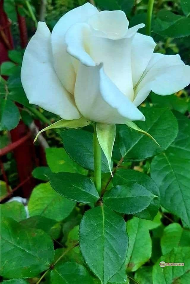3300+ Beautiful Rose Flowers Image | Rose Flower HD Pic Download | 1038 rose bouquet white -