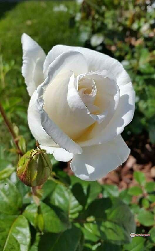 3300+ Beautiful Rose Flowers Image | Rose Flower HD Pic Download | 1291 rose bouquet white -(1)