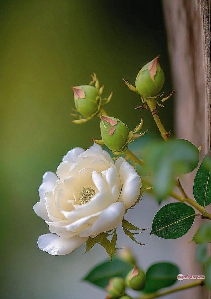3300+ Beautiful Rose Flowers Image | Rose Flower HD Pic Download | 958 rose bouquet white -(10)