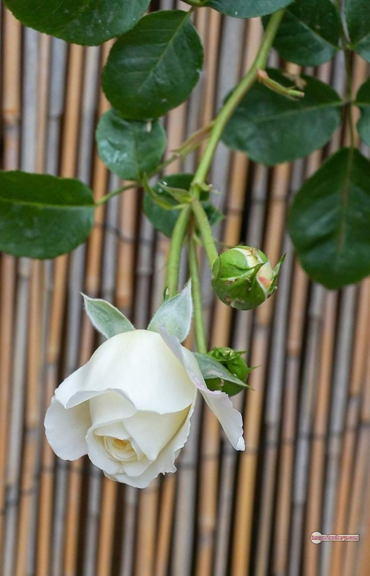 3300+ Beautiful Rose Flowers Image | Rose Flower HD Pic Download | 819 rose bouquet white -(11)