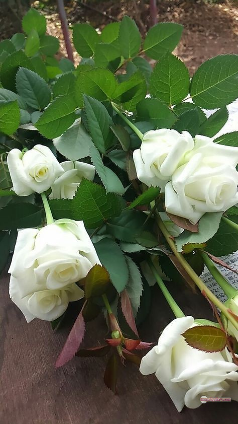 3300+ Beautiful Rose Flowers Image | Rose Flower HD Pic Download | 1289 rose bouquet white -(12)