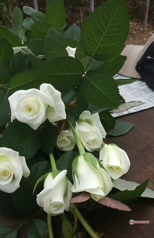 3300+ Beautiful Rose Flowers Image | Rose Flower HD Pic Download | 3054 rose bouquet white -(13)