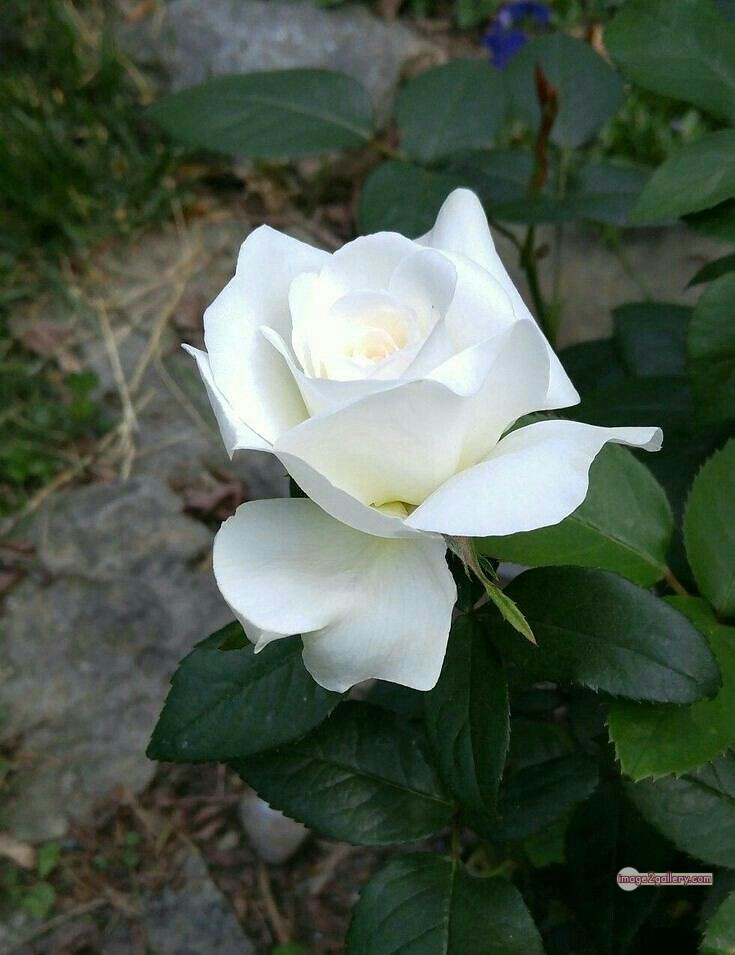 3300+ Beautiful Rose Flowers Image | Rose Flower HD Pic Download | 1184 rose bouquet white -(15)